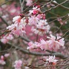 ♪十月桜～芝離宮