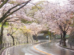 ★逗子市桜山♪