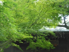 鎌倉　緑の季節