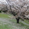 ♪六甲アイランドの桜＾＾