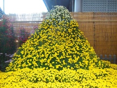 ♪菊の富士～湯島天神