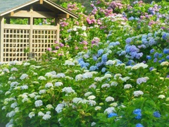 ♪菖蒲園の紫陽花♪