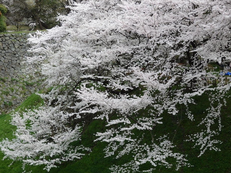 ♪名古屋城の桜