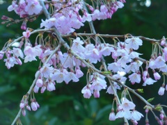 ♪枝垂れ桜～本覚え寺（鎌倉）