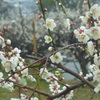 満開ミニ梅林^^