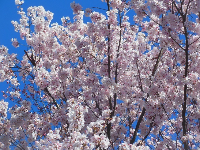 ♪駒沢大学の桜＾＾