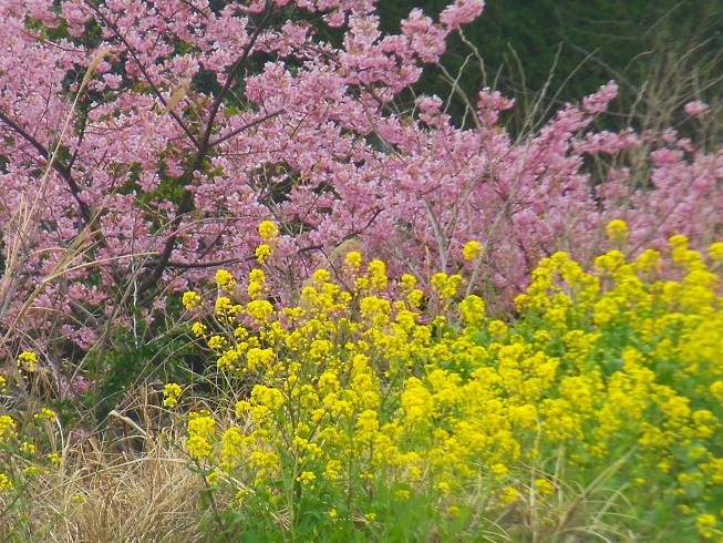 ♪桜と菜の花～浜金谷