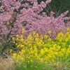 ♪桜と菜の花～浜金谷