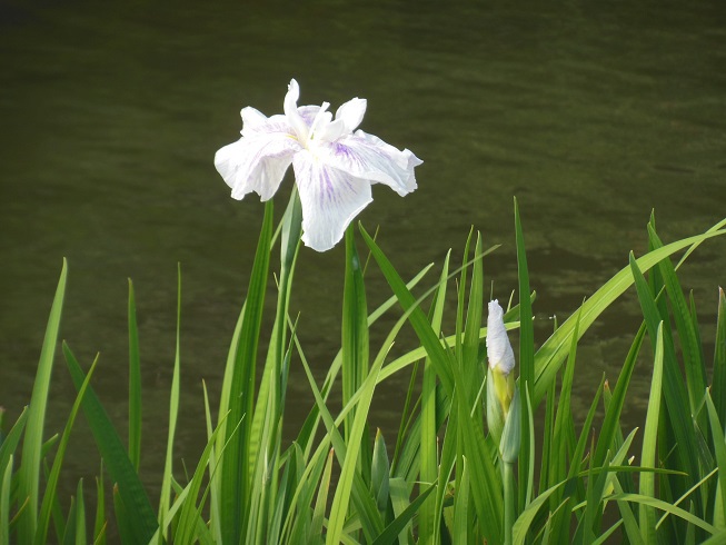 ♪菖蒲～洗足池