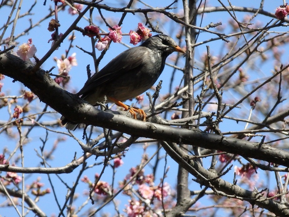 ♪ムクドリ～玉川園