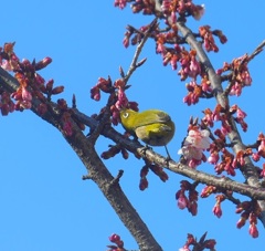 ♪メジロと河津桜