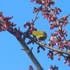 ♪メジロと河津桜