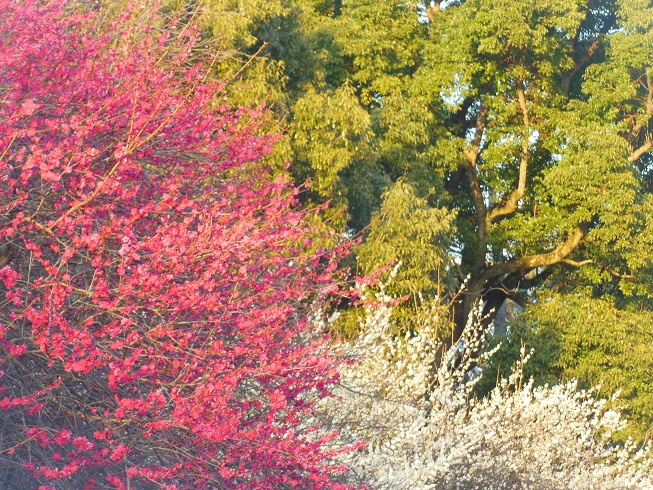 三色♪　駒沢公園