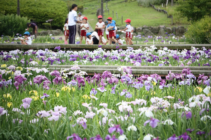 ♪菖蒲園は楽しいな♪