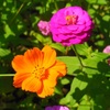 百日草とキハナコスモス♪