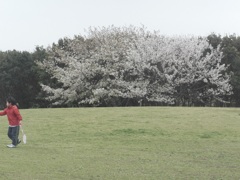 辻堂海浜公園の桜