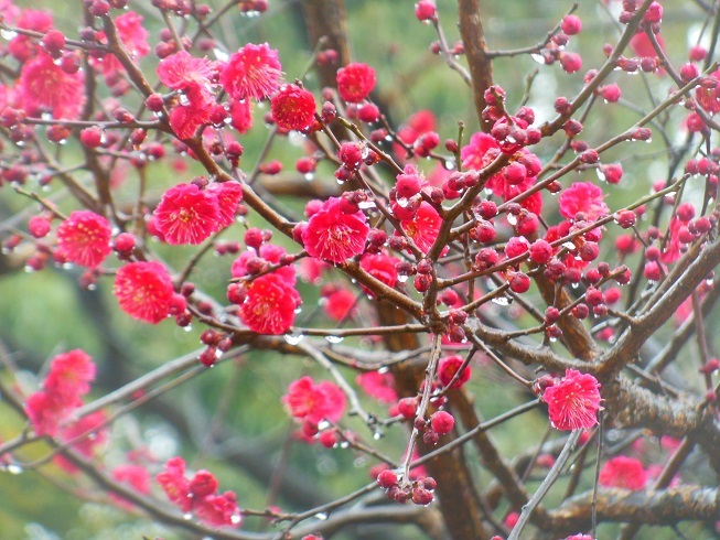 雨の紅梅～名城公園