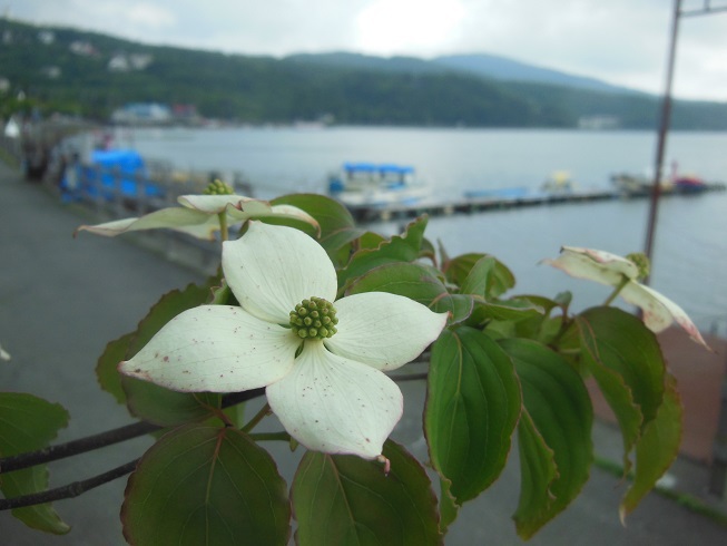 ♪　湖畔の山法師　♪