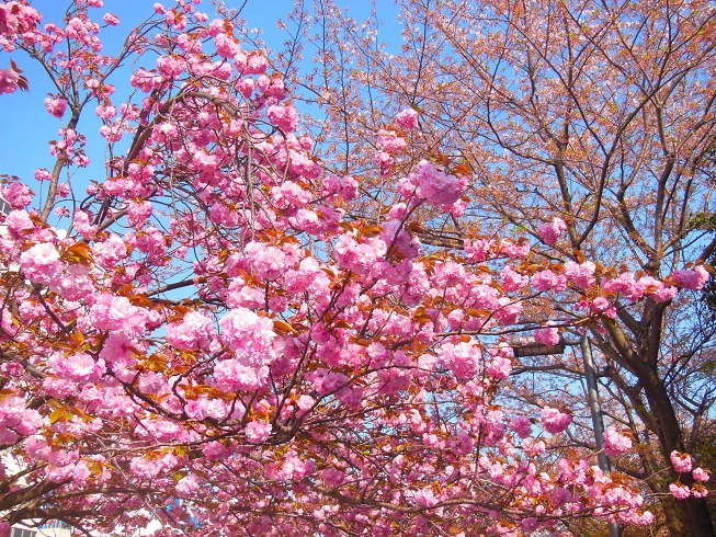 満開の八重桜　横浜