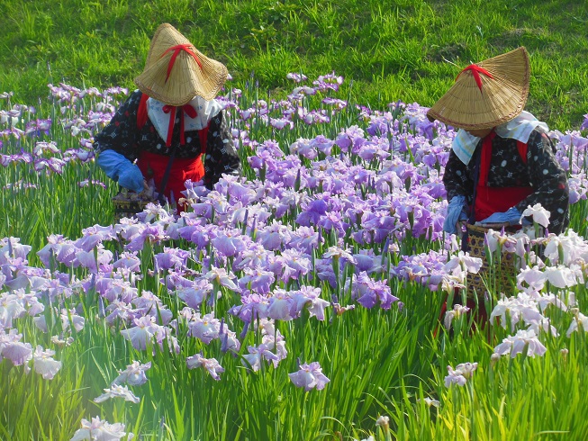 ♪花摘み～衣笠菖蒲園