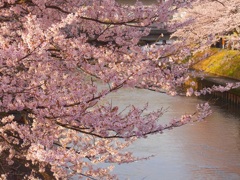 富山の桜♪
