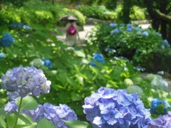 ♪　紫陽花の花道　♪　鶴舞公園