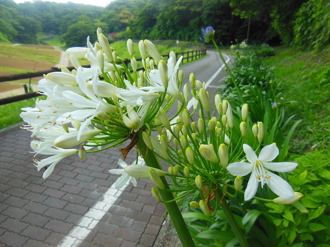 ♪アガパンサス～くりはま花の国