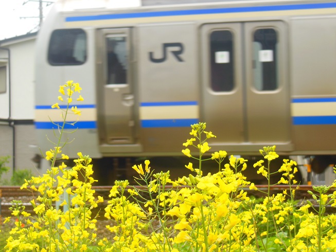 ♪庭の菜の花^^