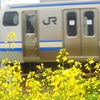 ♪庭の菜の花^^
