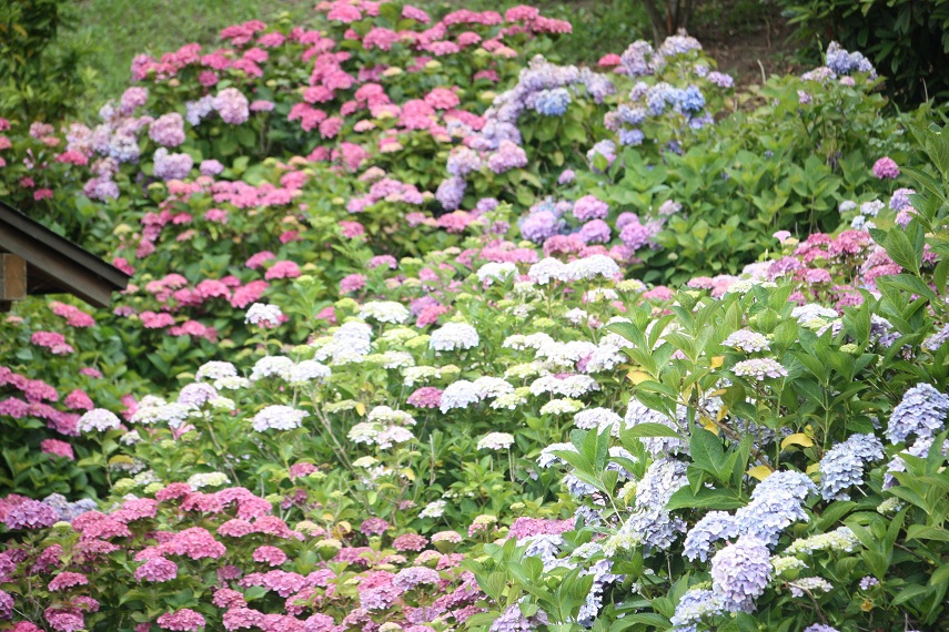 ★紫陽花が咲き揃います★　衣笠菖蒲園