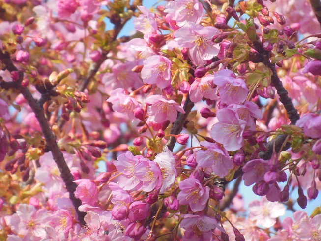 河津桜～三浦海岸