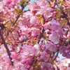 河津桜～三浦海岸