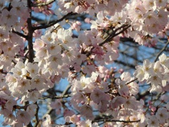 ♪桜～武蔵小杉
