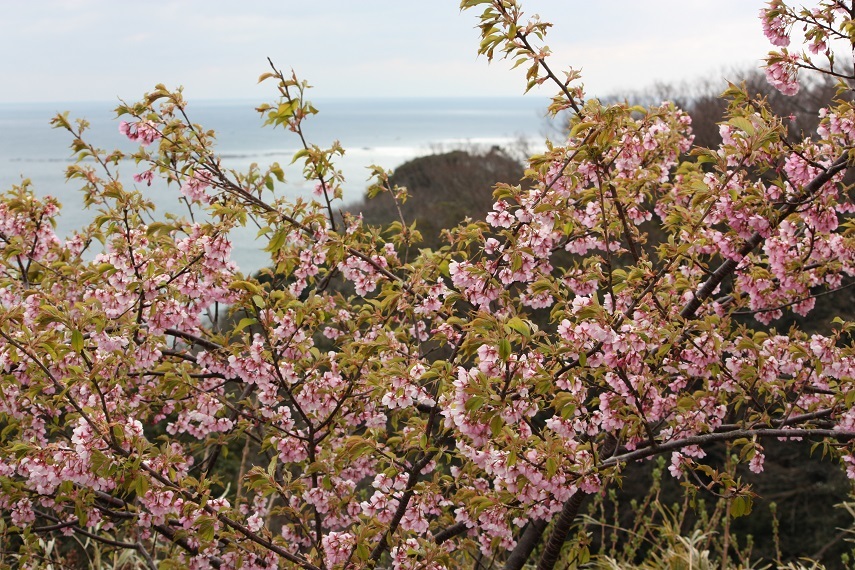 ♪葉桜～披露山公園