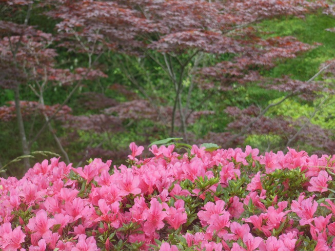 ☆楓と躑躅☆(佐野市城山公園)