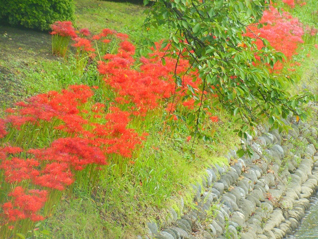 ♪富山の彼岸花＾＾