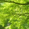 ♪御殿山の緑♪