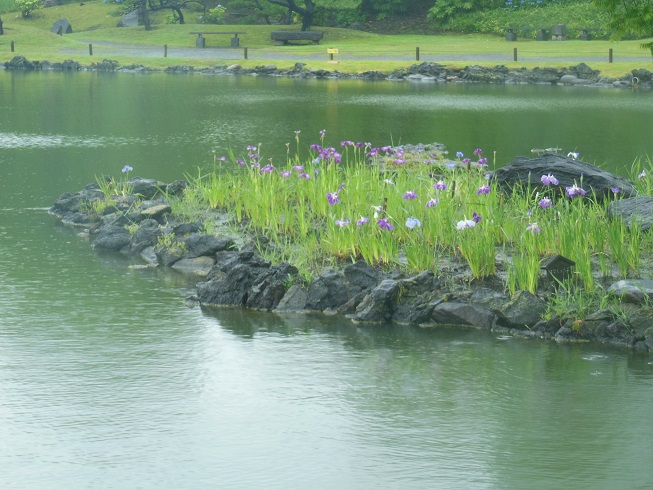 ☆芝離宮庭園の菖蒲☆