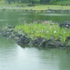 ☆芝離宮庭園の菖蒲☆