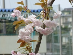 ♪里桜～逗子第一公園