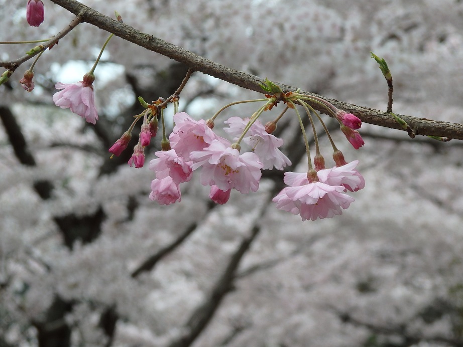 ♪建長寺の満開桜