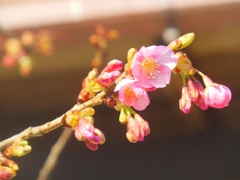 ♪河津桜～光明寺