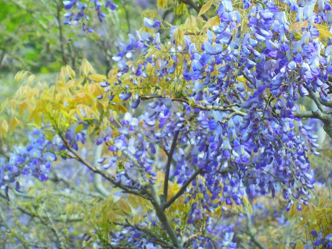 藤の花♪