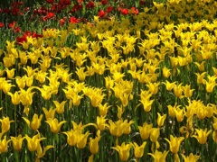 ♪黄色～横浜公園