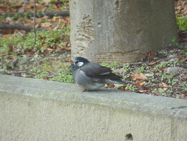 ムクドリ～大阪城公園