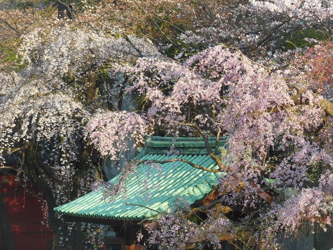 ★満開の枝垂れ桜★