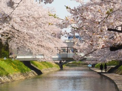 ♪桜　富山市松川