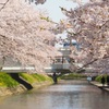 ♪桜　富山市松川