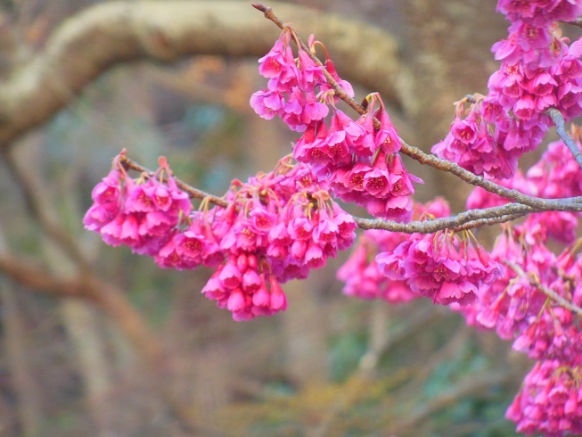 ♪寒緋桜～神奈川県逗子市
