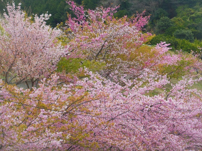 ♪河津桜～静岡市